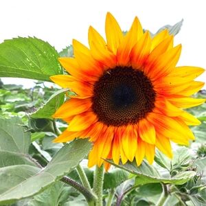 Meet your Posher, Theresa